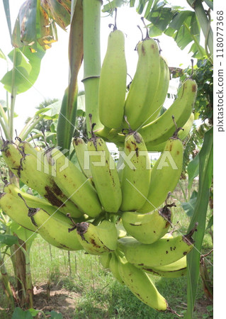 Raw Bananas bunch on farm for harvest 118077368