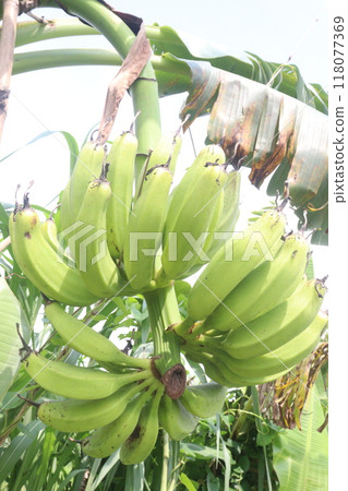 Raw Bananas bunch on farm for harvest 118077369