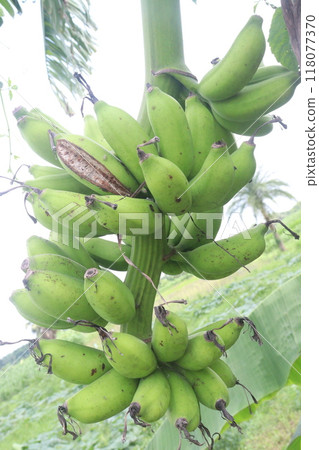 Raw Bananas bunch on farm for harvest Raw Bananas bunch on farm for harvest 118077370