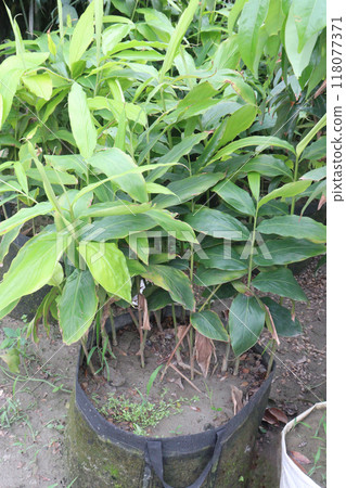 Ginger tree plant on farm Ginger tree plant on farm 118077371