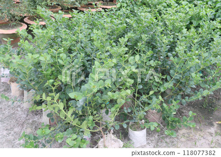 Carissa carandas plant on farm for sell 118077382