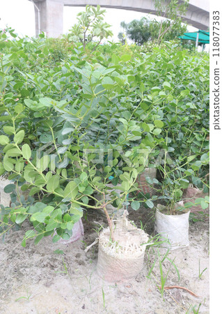 Carissa carandas plant on farm for sell 118077383