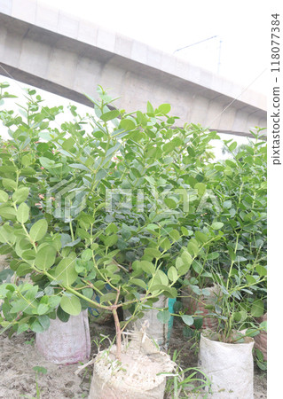 Carissa carandas plant on farm for sell 118077384