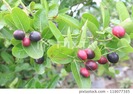 Carissa carandas fruit on tree in farm 118077385