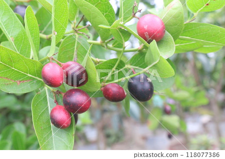 Carissa carandas fruit on tree in farm 118077386