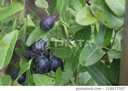 Carissa carandas fruit on tree in farm 118077387