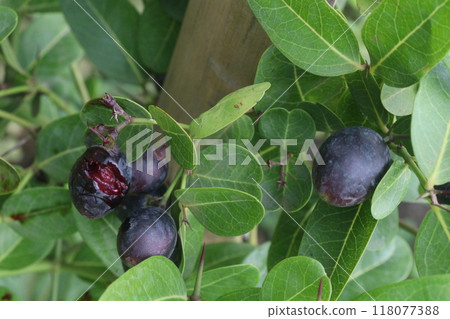 Carissa carandas fruit on tree in farm 118077388