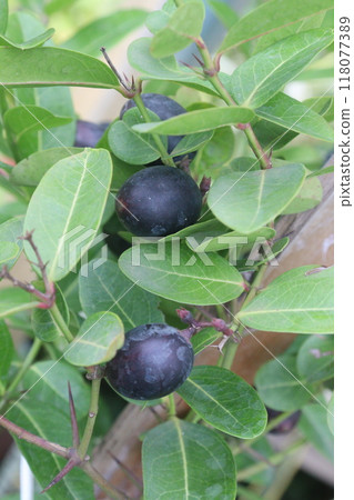 Carissa carandas fruit on tree in farm 118077389