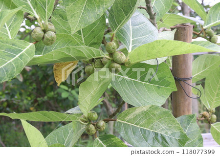 Ficus septica fruit plant on nursery 118077399