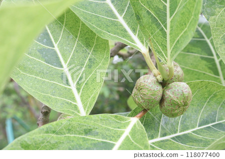 Ficus septica fruit plant on nursery 118077400