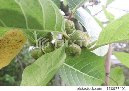 Ficus septica fruit plant on nursery 118077401