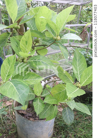 Ficus septica fruit plant on nursery 118077403