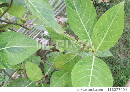 Ficus septica fruit plant on nursery 118077404