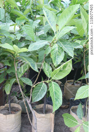 Ficus septica fruit plant on nursery 118077405