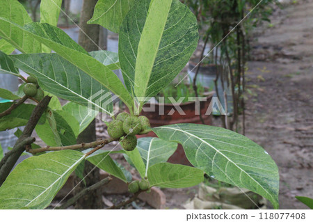 Ficus septica fruit plant on nursery 118077408