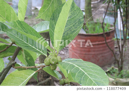 Ficus septica fruit plant on nursery 118077409