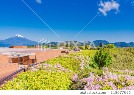 [靜岡縣] 十國峠展望台，美麗的杜鵑花，富士山的景色 118077655