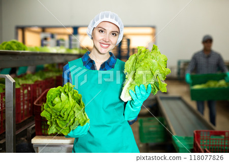 Smiling woman vegetable factory worker with lettuce Smiling woman vegetable factory worker with lettuce 118077826