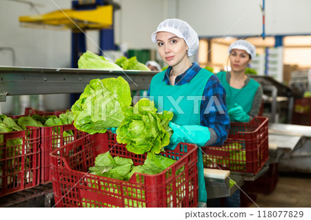 Woman in apron sorting fresh green lettuce in factory Woman in apron sorting fresh green lettuce in factory 118077829