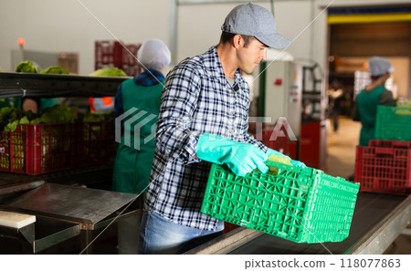 Man working in vegetable factory 118077863