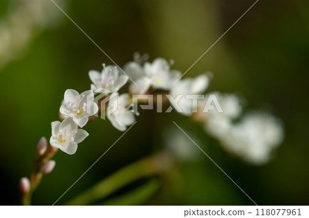 Shirobana Sakura Tade on the Yasuragi Embankment of the Shinano River 118077961