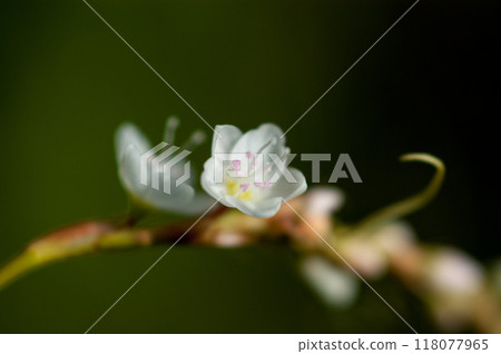 Shirobana Sakura Tade on the Yasuragi Embankment of the Shinano River 118077965