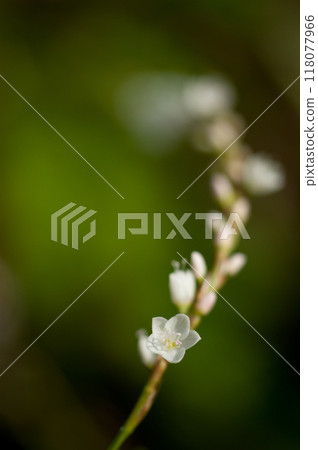Shirobana Sakura Tade on the Yasuragi Embankment of the Shinano River 118077966