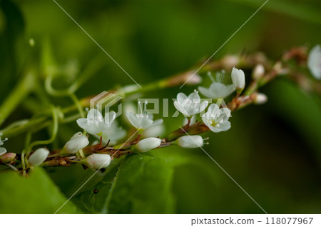 Shirobana Sakura Tade on the Yasuragi Embankment of the Shinano River 118077967