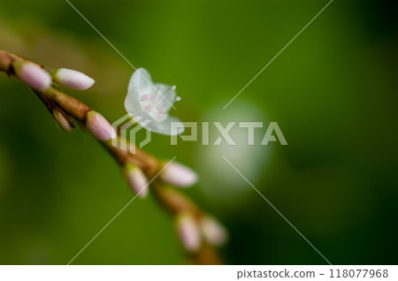 信濃川安良木堤上的白花櫻花館 信濃川安良木堤上的白花櫻花館 118077968