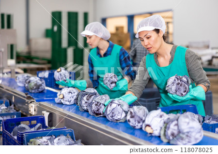 Female worker checking red cabbage heads on sorting line 118078025