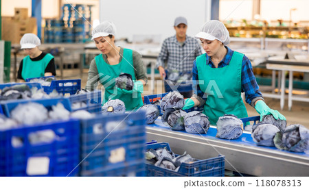 Women standing at conveyor and sorting red cabbage 118078313
