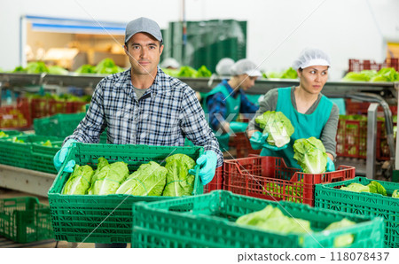 Portrait of positive man vegetable factory worker with crate of lettuce 118078437