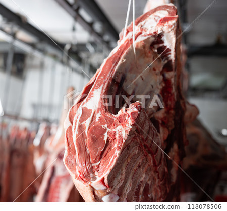 Slabs of raw beef ribs hanging in cold storage of butchery Slabs of raw beef ribs hanging in cold storage of butchery 118078506