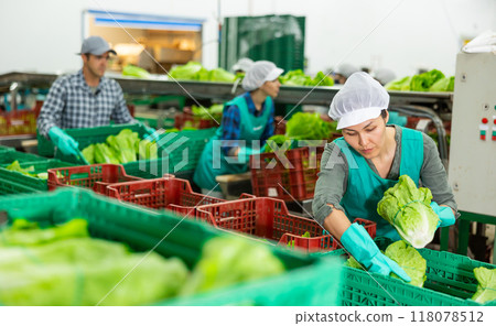 Female worker sorting and preparing lettuce for packaging at factory, workers on background 118078512