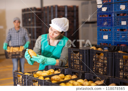Woman in apron checking quality of potato in warehouse Woman in apron checking quality of potato in warehouse 118078565