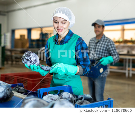 Female factory worker sorting red cabbage 118078660