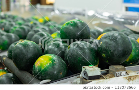 Ripe watermelons with green rind on belt of sorting industrial machine Ripe watermelons with green rind on belt of sorting industrial machine 118078666