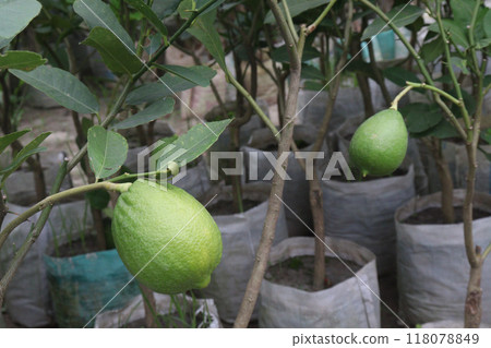 Lemons on tree in farm for harvest Lemons on tree in farm for harvest 118078849