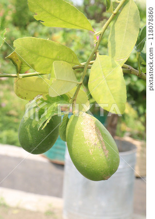Lemons on tree in farm for harvest Lemons on tree in farm for harvest 118078860