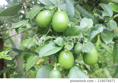 Lemons on tree in farm for harvest Lemons on tree in farm for harvest 118078871