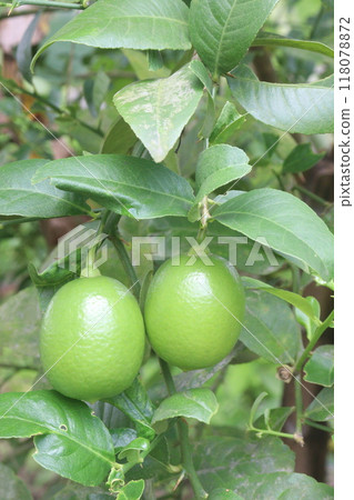 Lemons on tree in farm for harvest Lemons on tree in farm for harvest 118078872