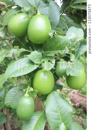 Lemons on tree in farm for harvest 118078873
