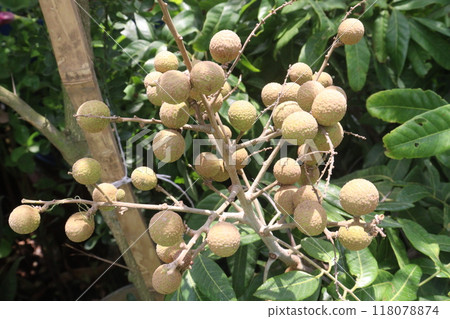 Longan fruit on tree in farm Longan fruit on tree in farm 118078874