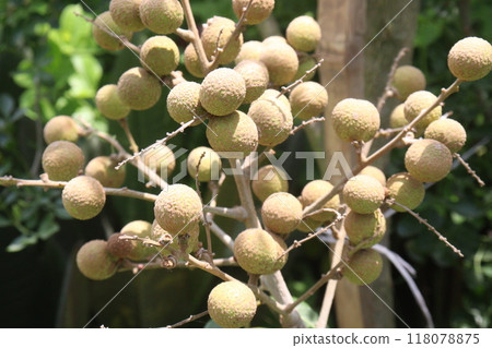 Longan fruit on tree in farm Longan fruit on tree in farm 118078875