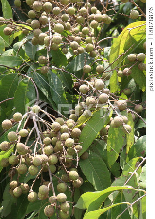 Longan fruit on tree in farm Longan fruit on tree in farm 118078876