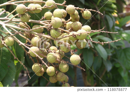 Longan fruit on tree in farm Longan fruit on tree in farm 118078877