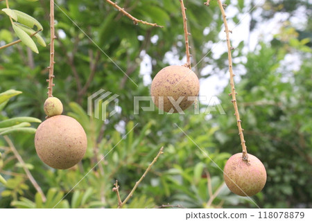 Longan fruit on tree in farm 118078879