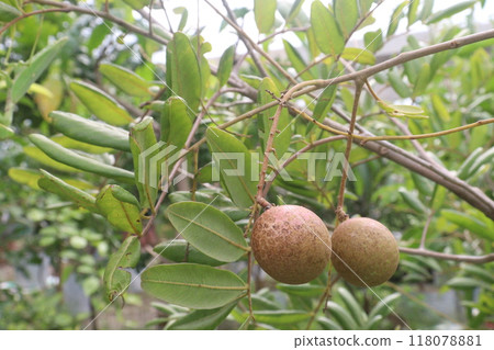 Longan fruit on tree in farm 118078881