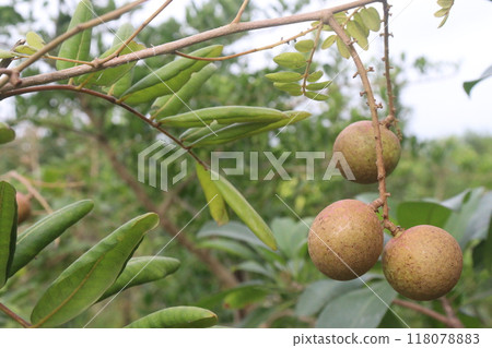 Longan fruit on tree in farm 118078883