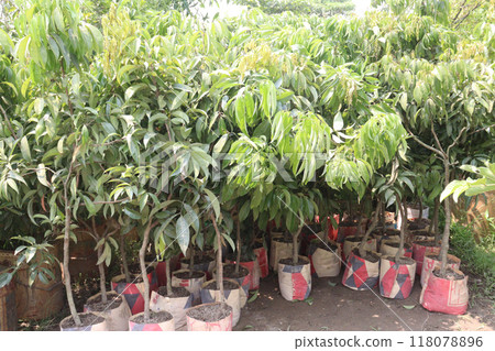 lychee plant on farm for sell 118078896